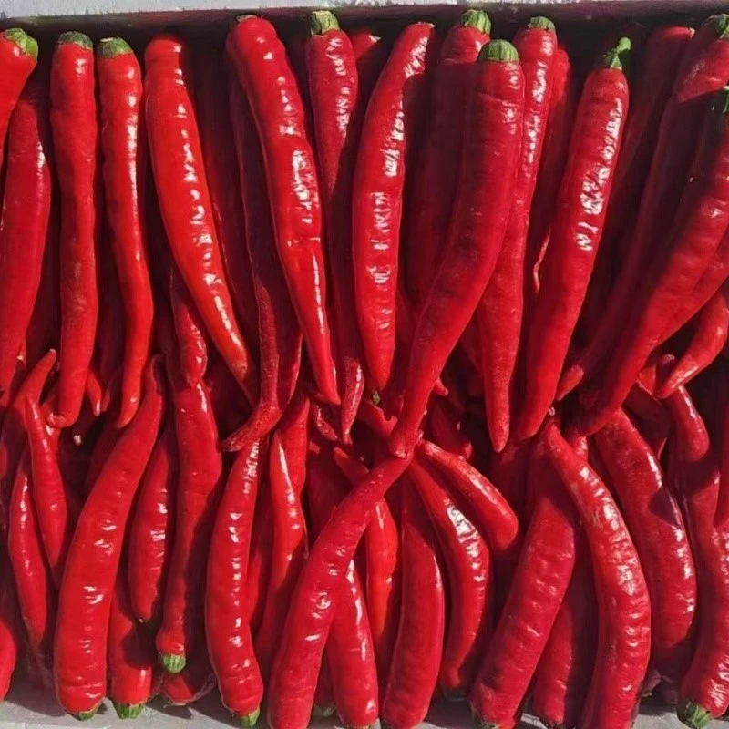 product-800-800